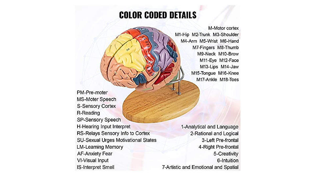 VEVOR Human Brain Model - Accurate 4-Part Anatomy for Education