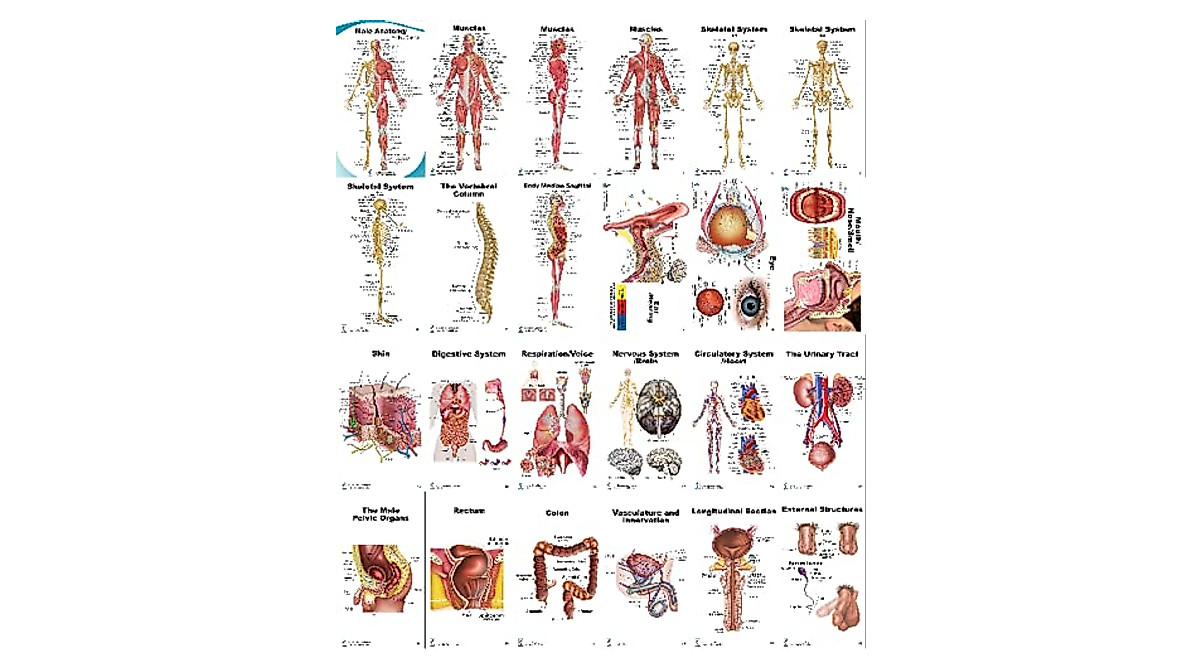 Muscles & Skeletal Anatomy Pocket Charts - Portable Quick Reference