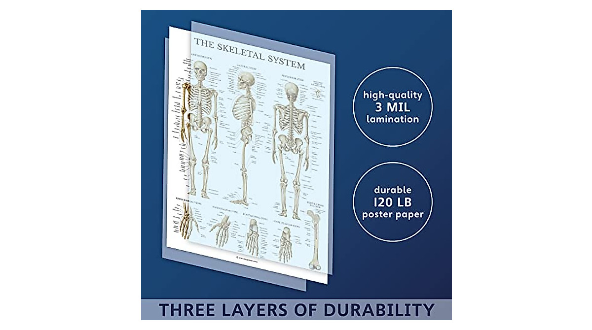 Palace Learning Skeletal System Anatomical Chart - Durable & Clear
