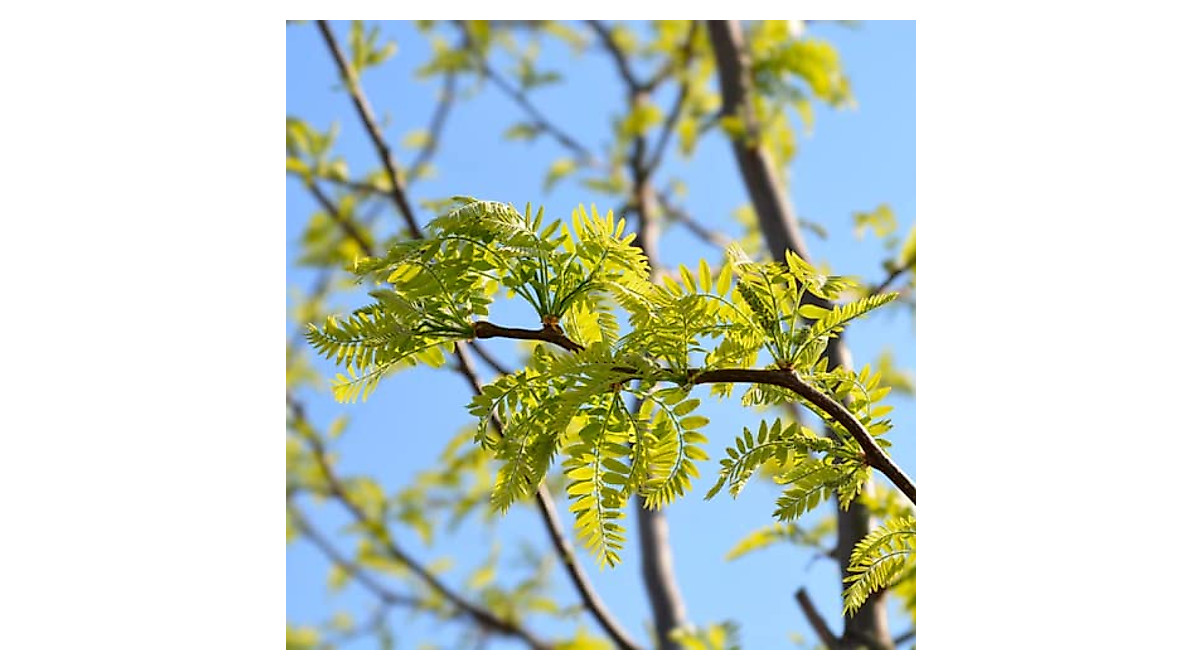 Grow Fast-Growing Honey Locust Trees | CHUXAY GARDEN Seeds