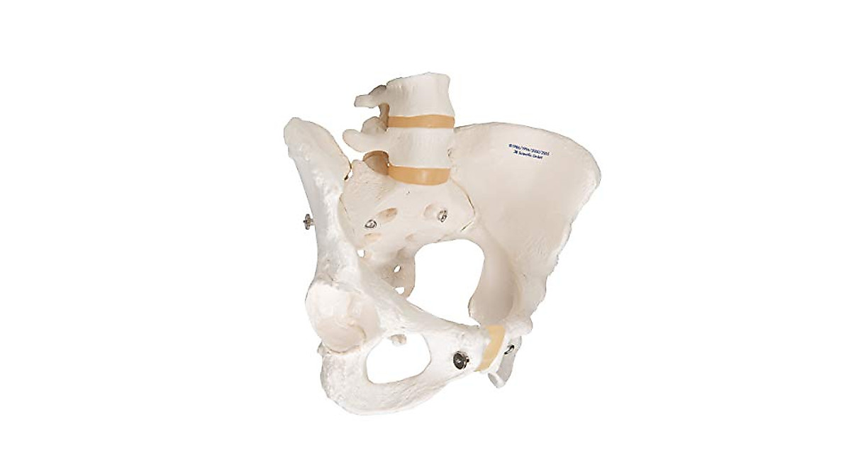 3B Scientific A61 Female Pelvic Skeleton for Anatomy Study