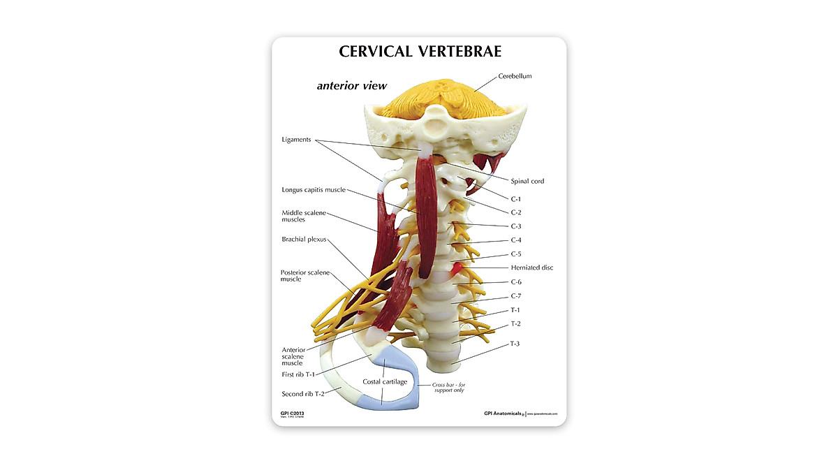 Deluxe Cervical Vertebrae Model for Anatomy Education