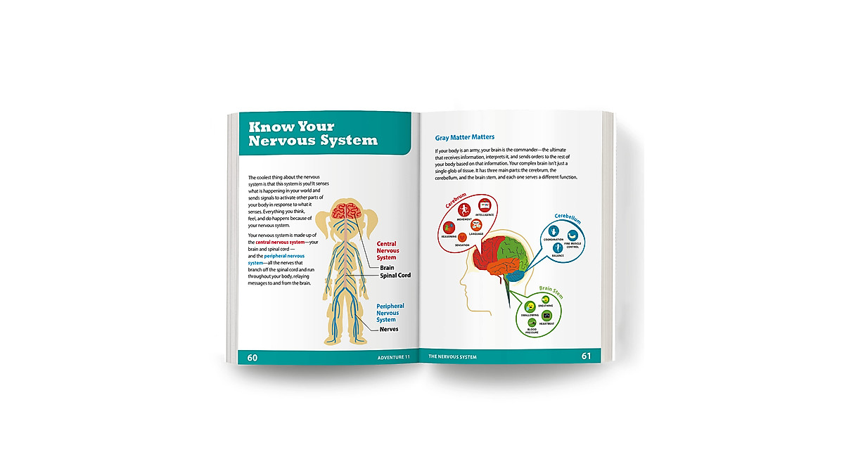 Explore the Nervous System | Fun Interactive Anatomy Workbook for Kids