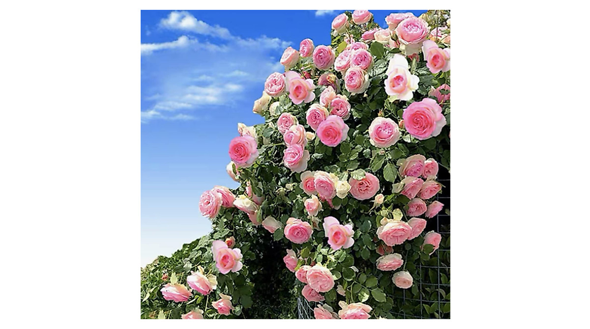 150+ Pink Climbing Rose Seeds for Stunning Outdoor Gardens