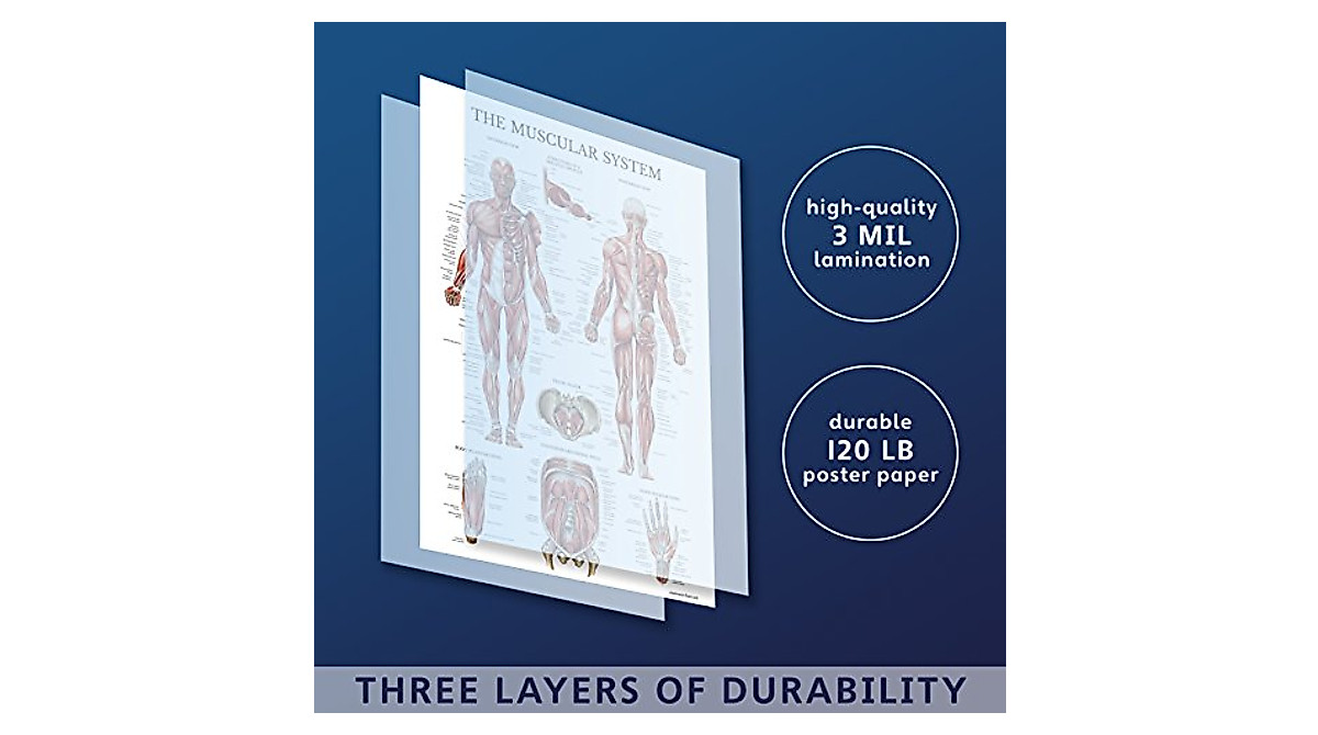 Palace Learning Anatomy Poster Set - 3 Pack