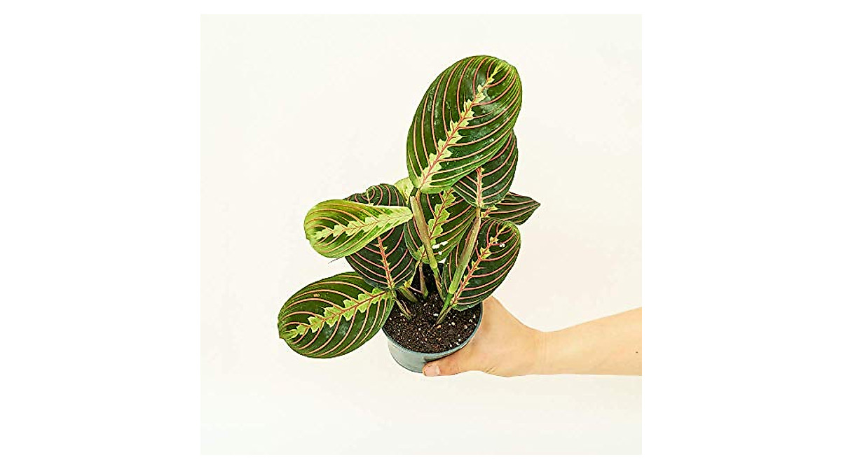 Rooted Red Prayer Plant - Easy Care Indoor Houseplant