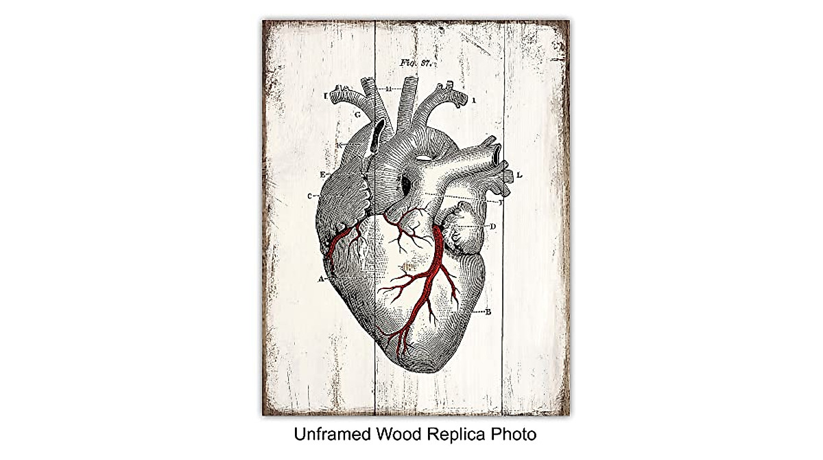 Vintage Medical Anatomy Wall Art Prints for Clinics