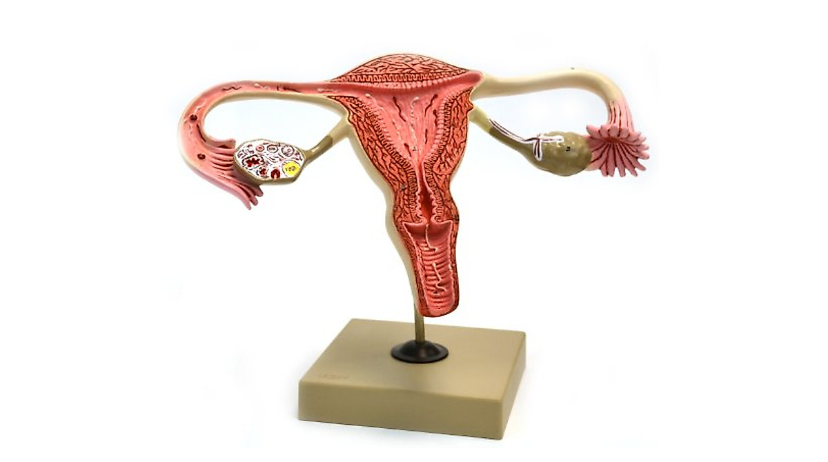 Eisco Labs Female Reproductive Ovary Model - Detailed Exam