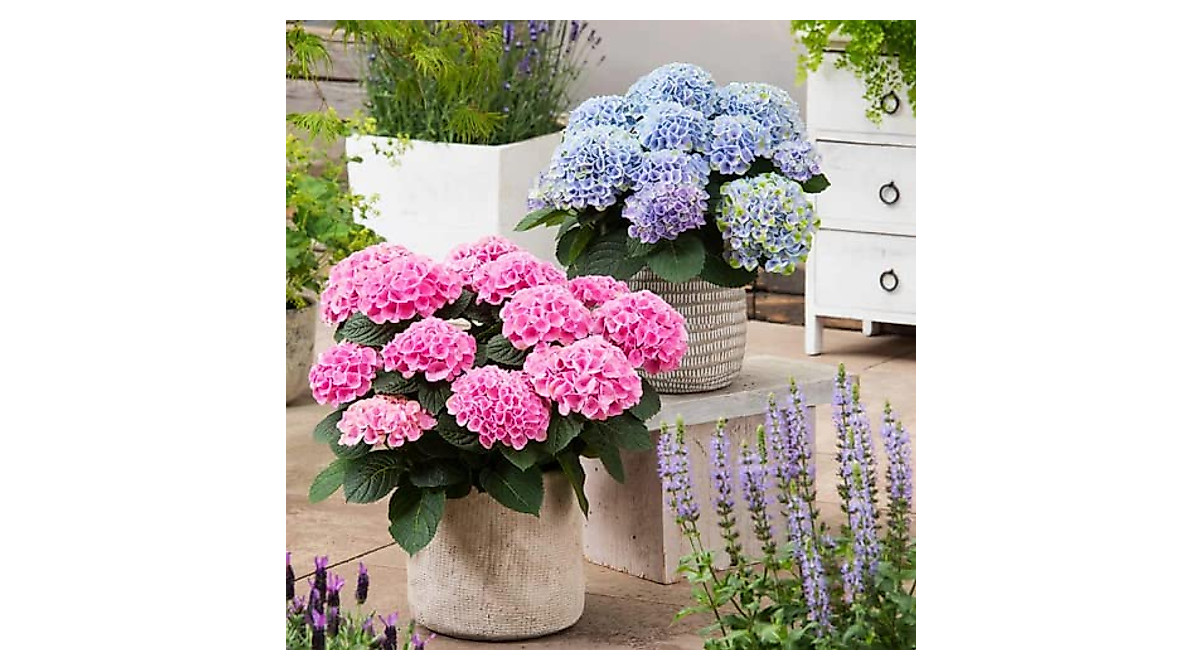 Buy Mixed Hydrangea Macrophylla Seeds for Vibrant Gardens