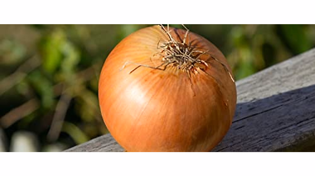 300 Walla Walla Sweet Onion Seeds – Heirloom, Non-GMO, USA Seller