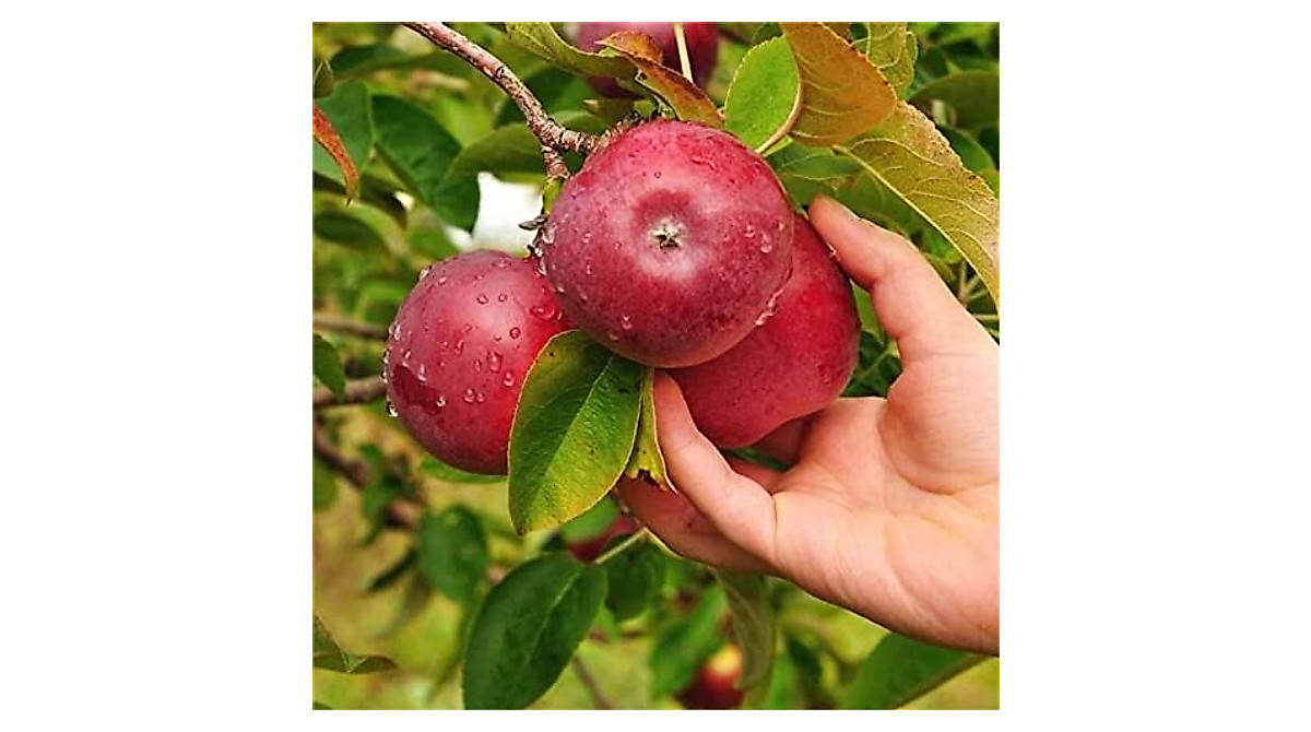 Grow Your Own Red Devil Apple Trees - 30 Seeds for Home Gardening
