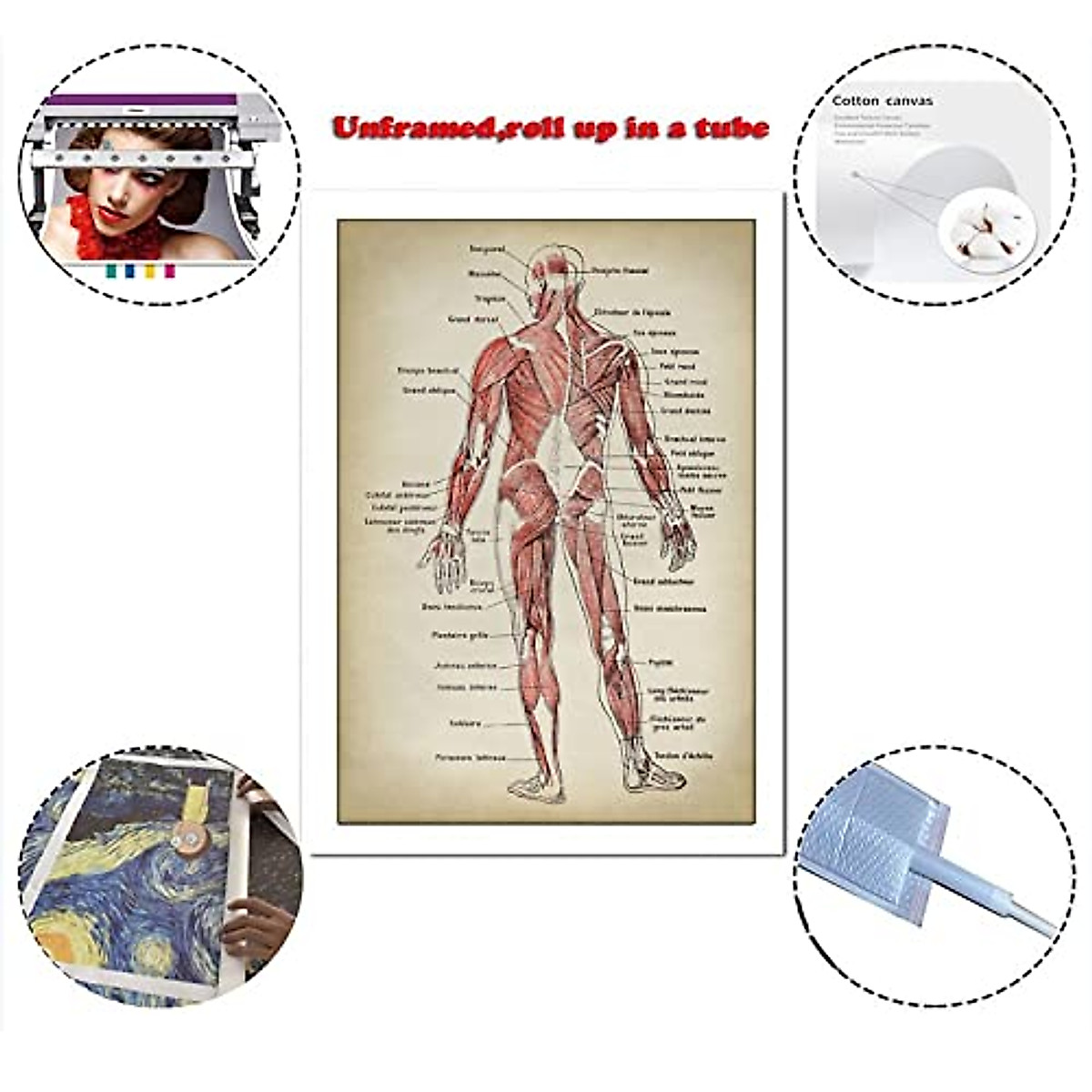 Anatomy Print - Muscular System Chart Canvas Art