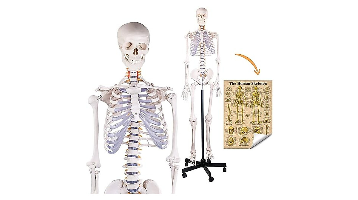 RONTEN Human Skeleton Model - Life Size Medical Anatomy Skeleton