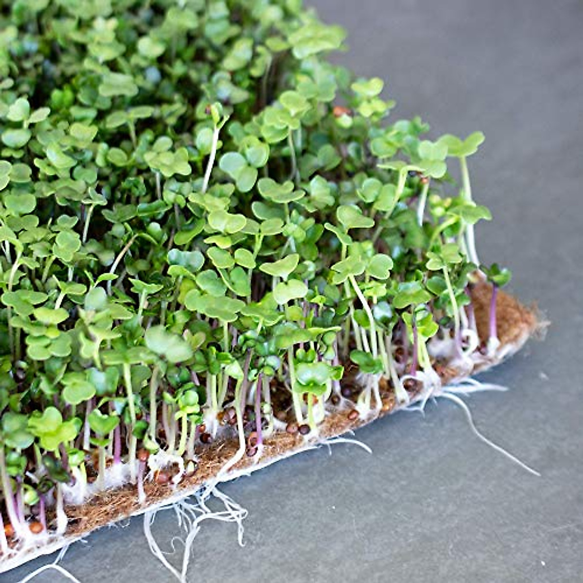 Pro Microgreens Grow Mats Natural 10x20 Inches For Hydroponics