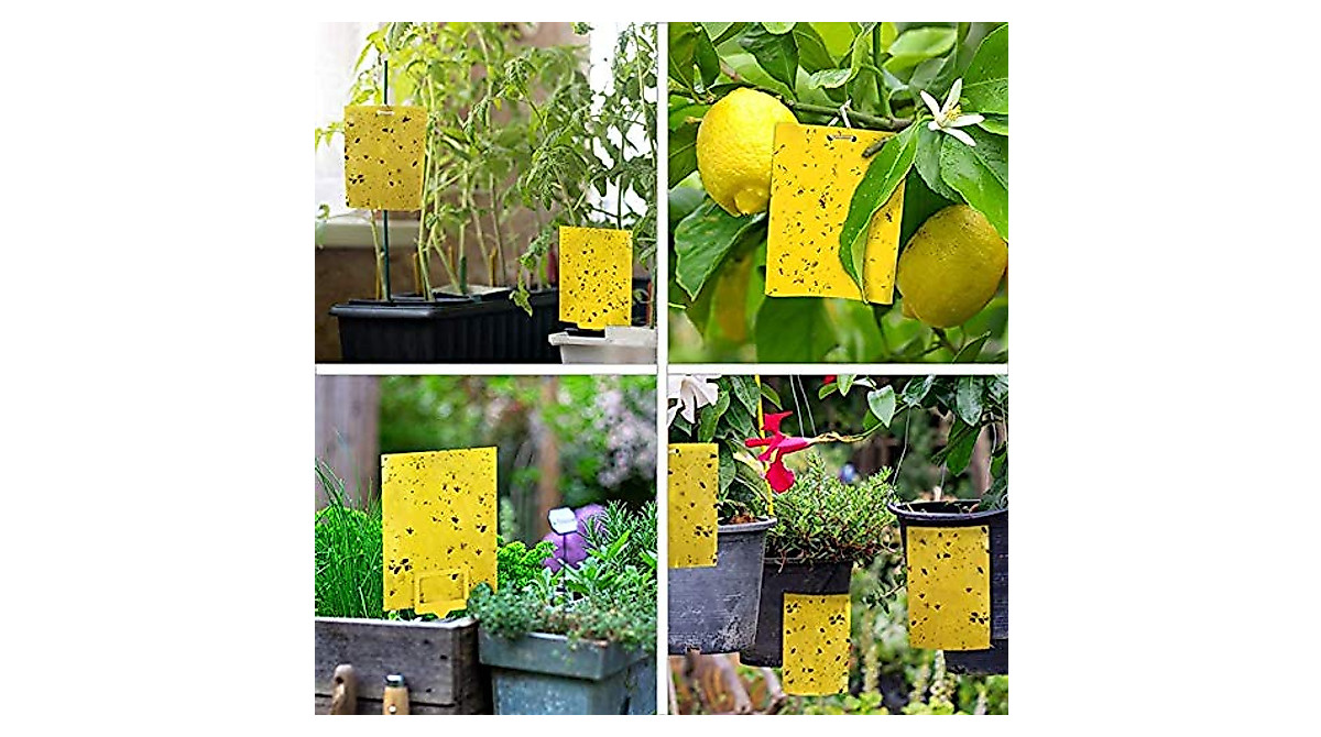 KGK Yellow Sticky Traps: Eliminate Fungus Gnats & Plant Pests