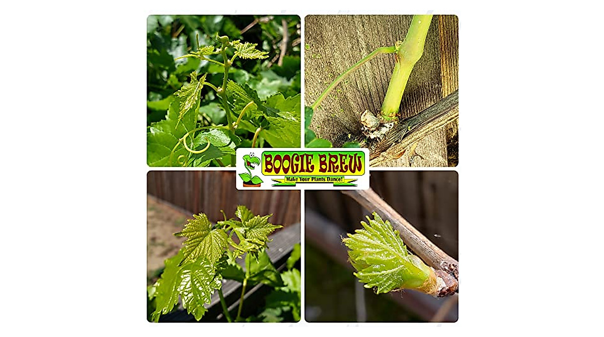 Boogie Brew Compost Tea - Organic Growth Booster for Gardens