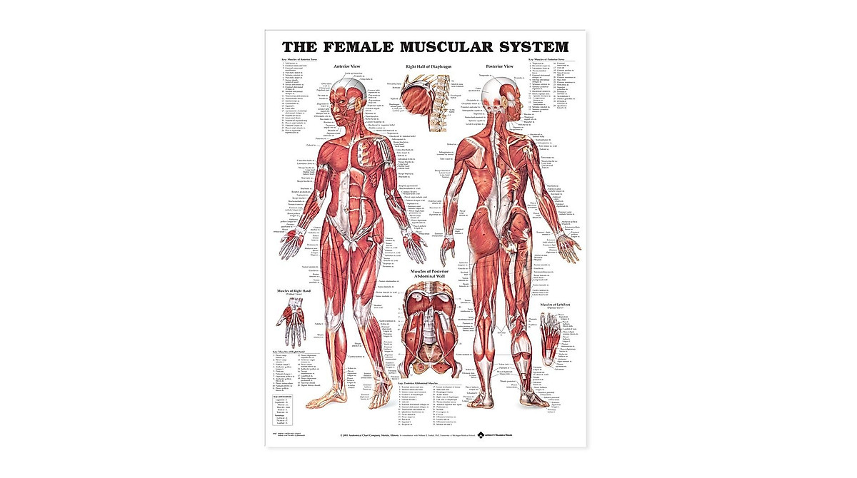 Female Muscular System Anatomical Chart for Medical Study