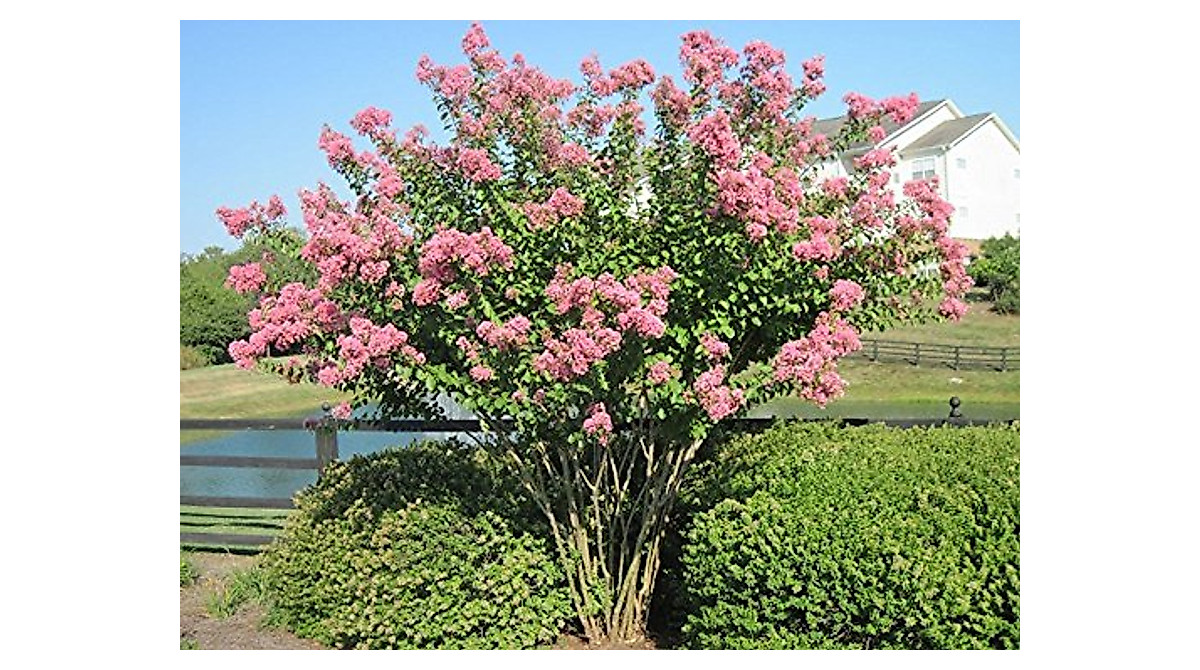 Bright Pink Large HOPI Crape Myrtle - 8-10ft Vibrant, Low-Maintenance Tree