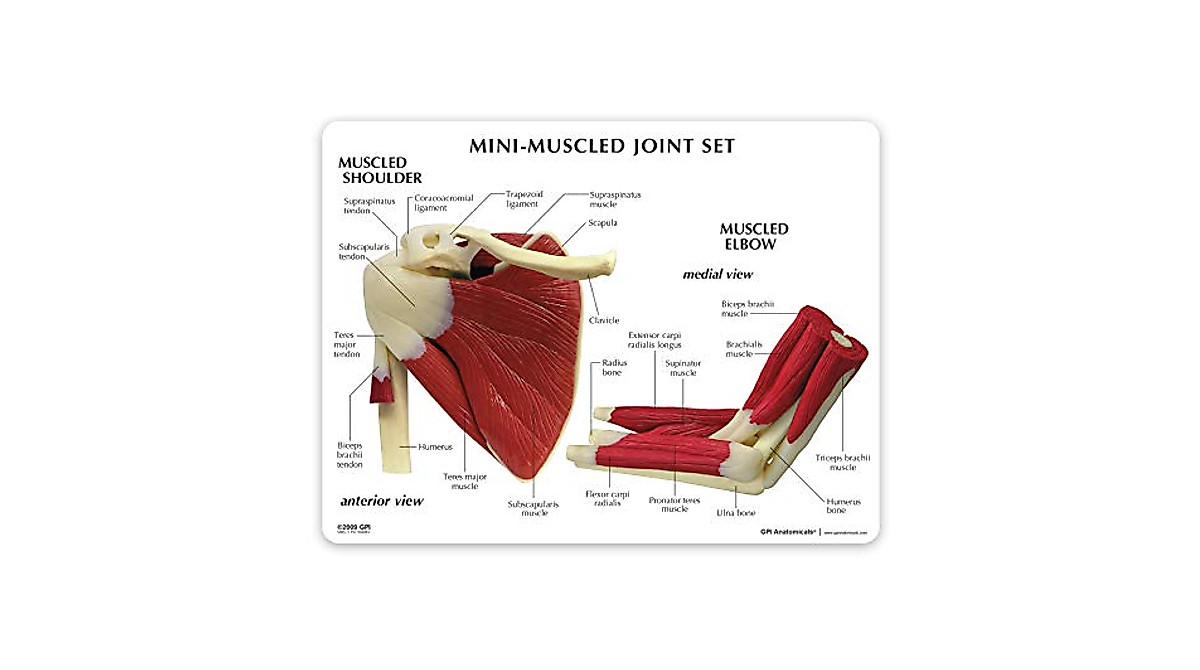Mini Joint Model Set for Patient Education | GPI Anatomicals