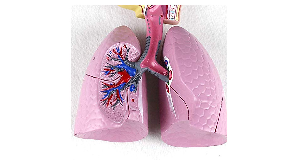 Human Respiratory System Model for Effective Learning