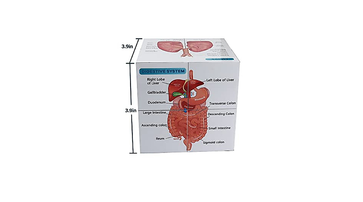Human Anatomy Study Cube for Medical Students - kaitnax