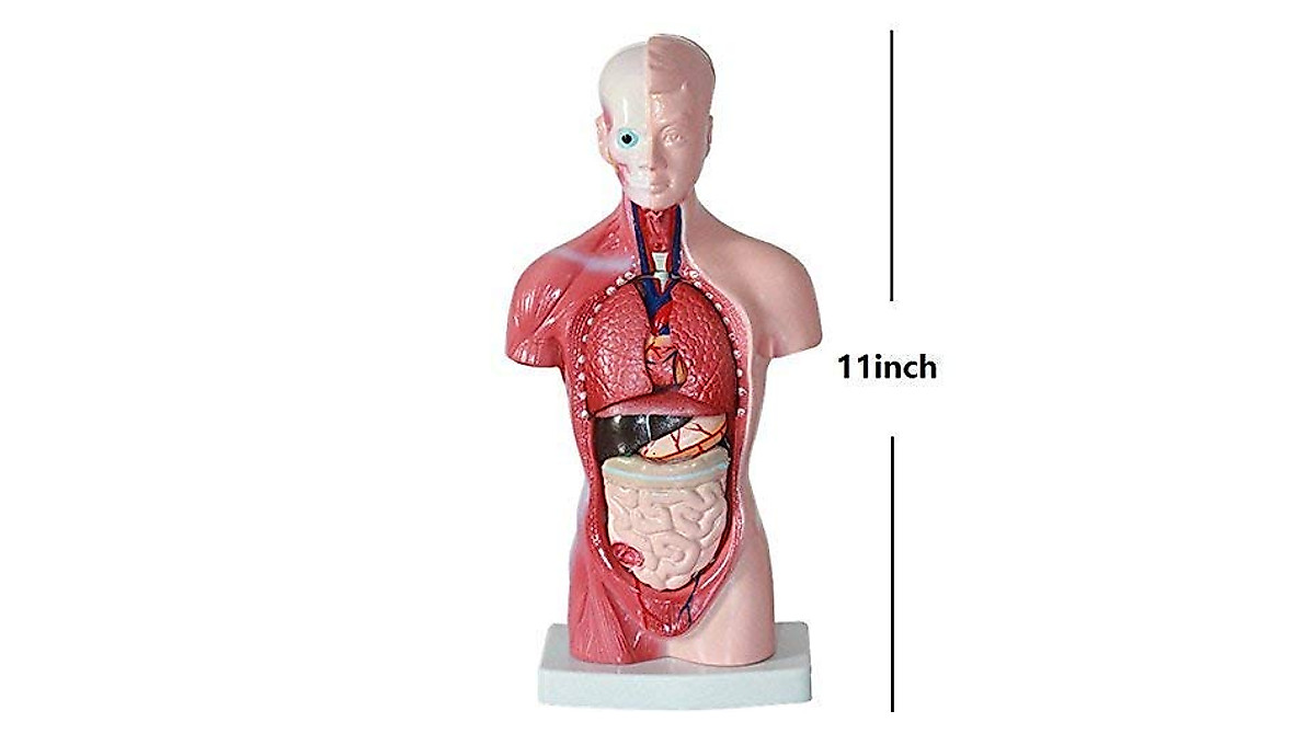 Human Torso Anatomy Model for Medical Education