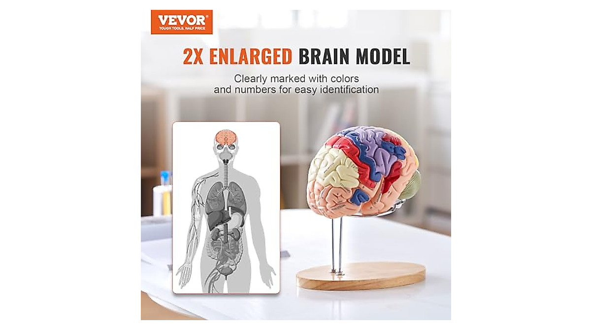Human Brain Model 9-Part Life Size Anatomy Tool for Education