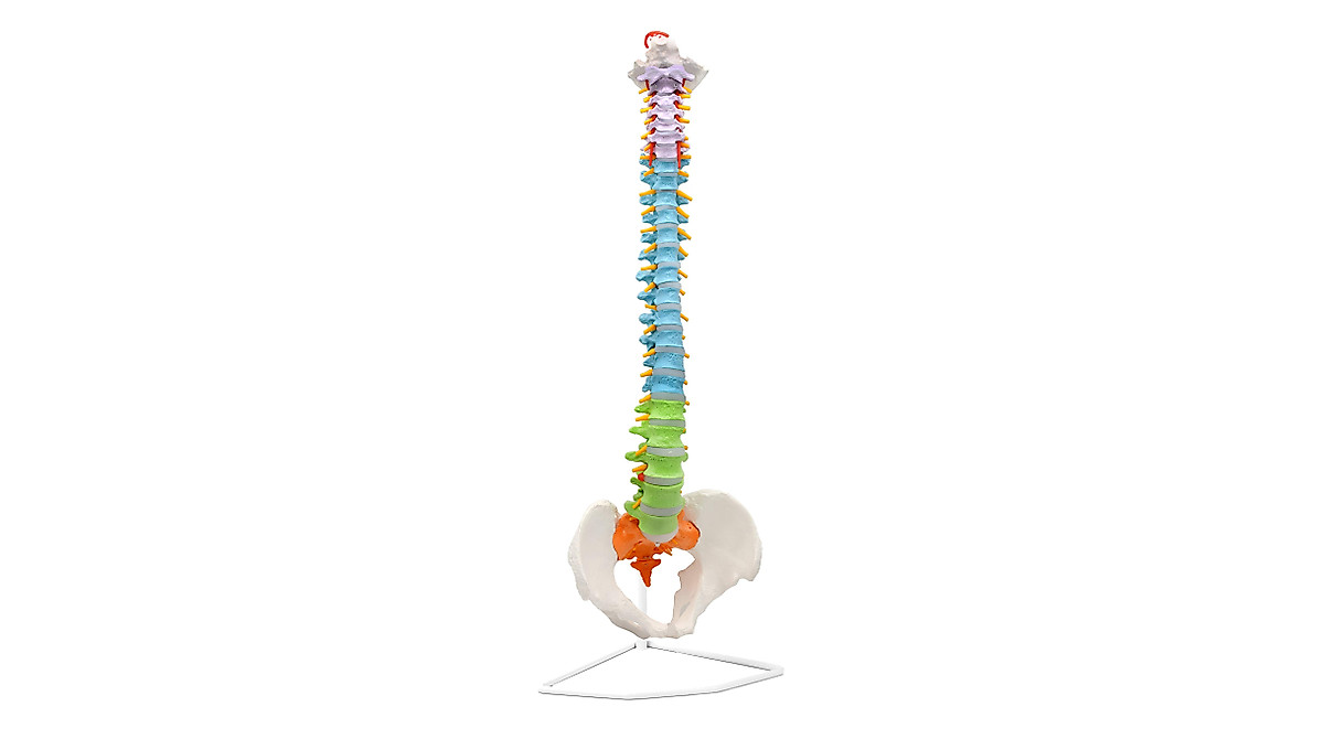 Flexible Human Spine Model with Pelvis for Medical Study | Life Sized