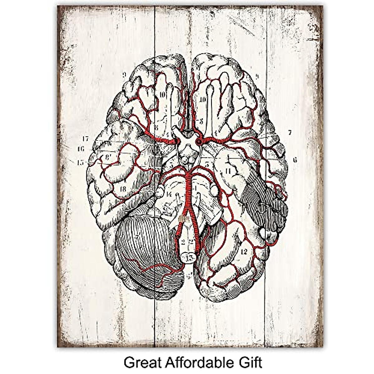 Vintage Medical Anatomy Wall Art Prints for Clinics