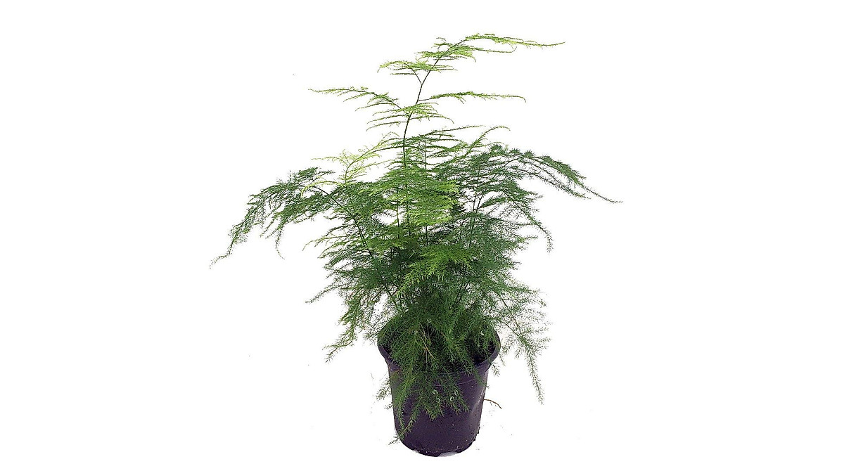 Fern Leaf Plumosus Asparagus Fern - Easy Indoor Houseplant