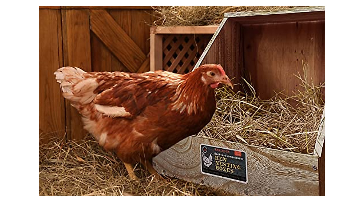 Premium Single Compartment Chicken Nesting Box for Up to 5 Hens