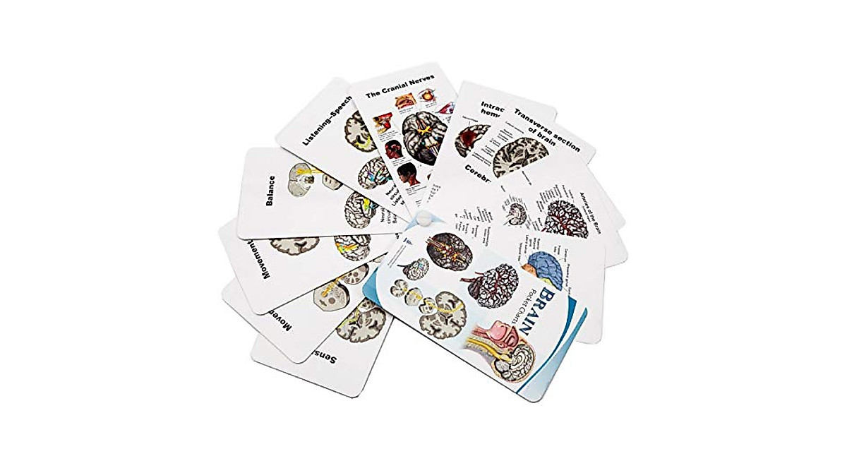 Brain Pocket Charts - Portable Brain Anatomy Reference for Students