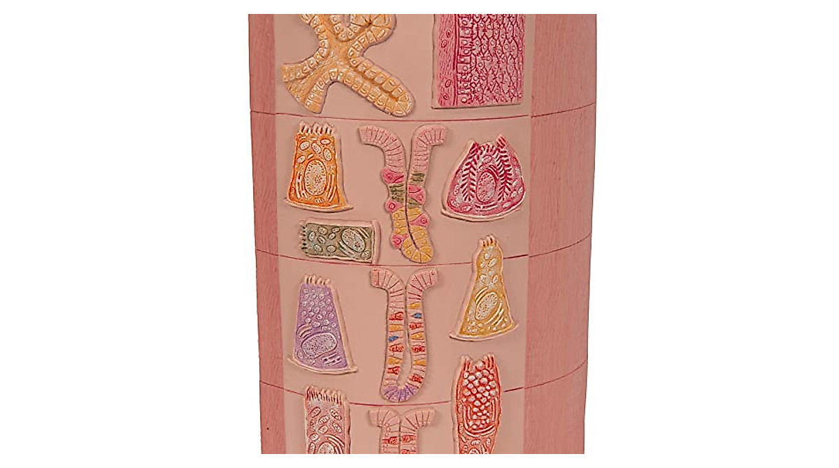 3B Scientific K23 Digestive Tract Model - 3B Smart Anatomy